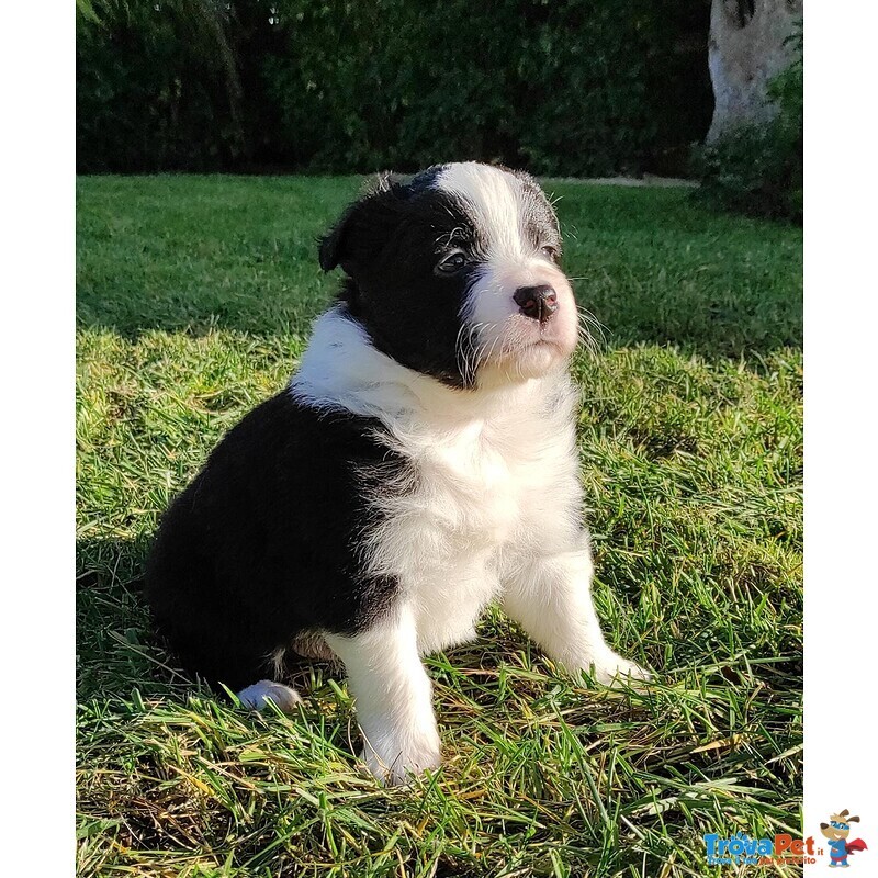 Border Collie, Cuccioli con Pedigree - Foto n. 4