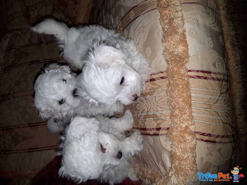 Cuccioli Maltese - Foto n. 3