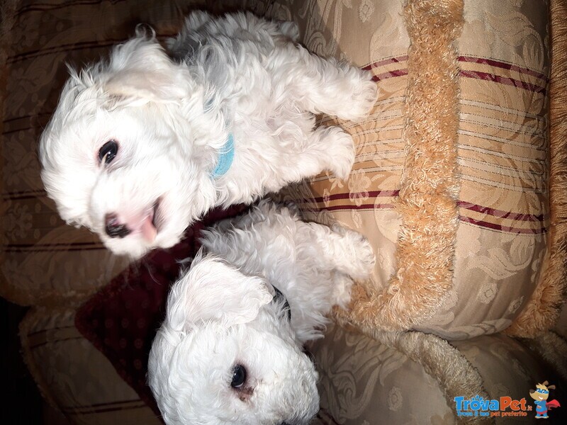 Cuccioli Maltese - Foto n. 4