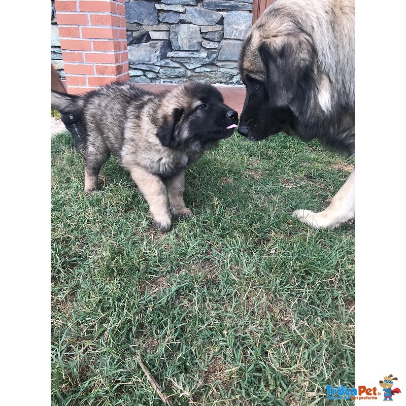 Cuccioli cane da Pastore Della Ciarplanina - Foto n. 3