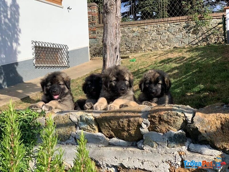 Cuccioli cane da Pastore Della Ciarplanina - Foto n. 1