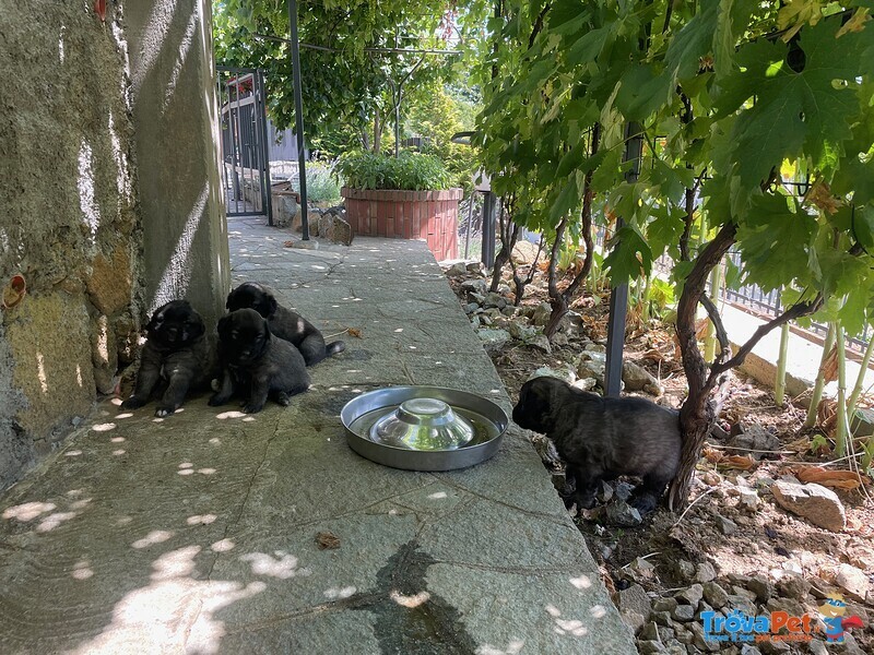 Cuccioli cane da Pastore Della Ciarplanina - Foto n. 4