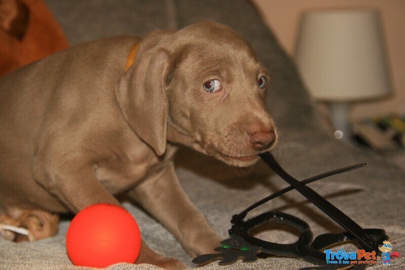 Cuccioli Weimaraner - Foto n. 2