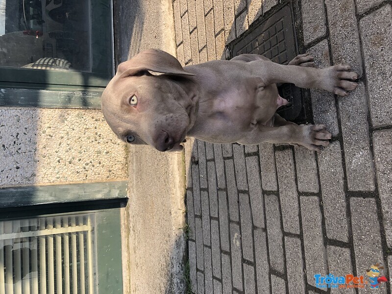 Cuccioli Weimaraner - Foto n. 4