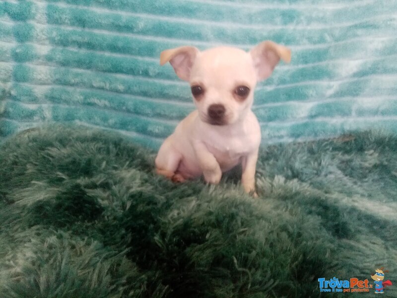 Chihuahua con Pedigree - Foto n. 1