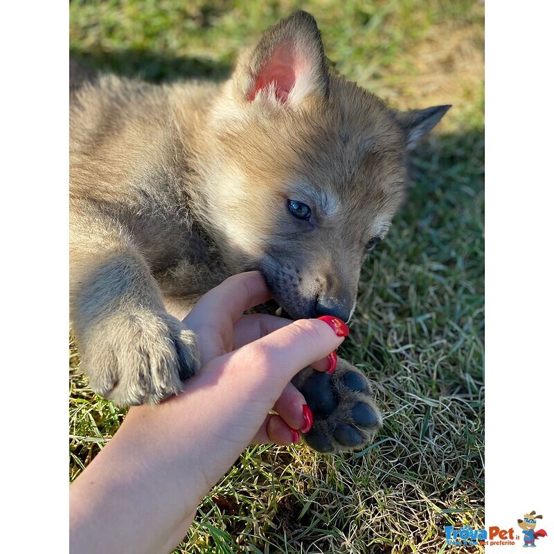 Vendila Cuccioli lupo Cecoslovacco - Foto n. 1