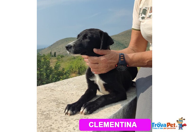 Cucciole 7 Mesi, tg. Media Contenuta - Cercano casa Disperatamente! - Foto n. 1