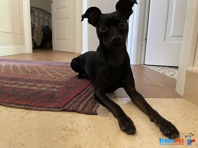 Cagnolino Cerca Fidanzatina - Foto n. 1