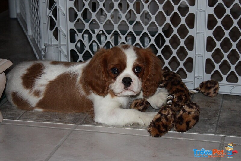 Cuccioli Cavalier king Maschio e Femmina - Foto n. 1