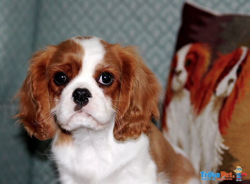 Cuccioli Cavalier king Maschio e Femmina - Foto n. 2