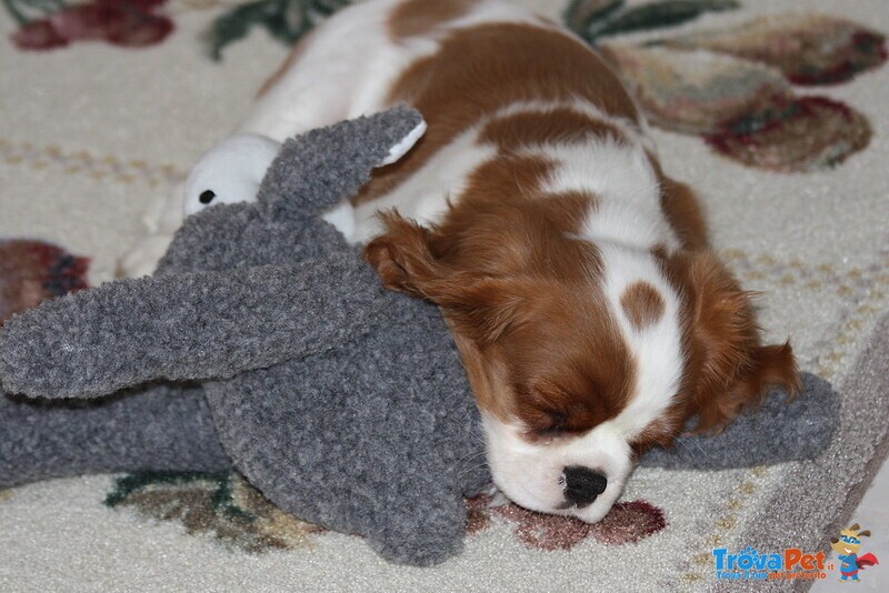 Cuccioli Cavalier king Maschio e Femmina - Foto n. 3