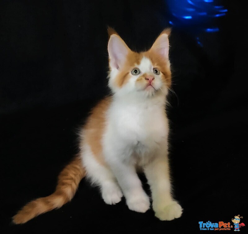 Cucciolo Maine coon red Tabby con Bianco - Foto n. 1