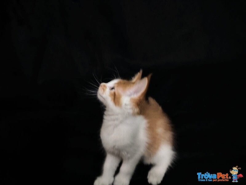 Cucciolo Maine coon red Tabby con Bianco - Foto n. 2