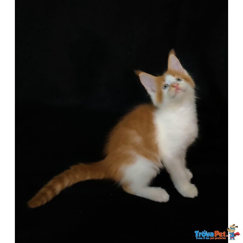 Cucciolo Maine coon red Tabby con Bianco - Foto n. 3