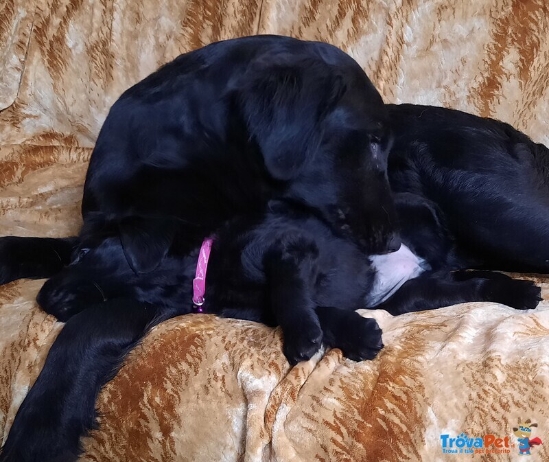 Cuccioli flat Coated Retriever - Foto n. 3