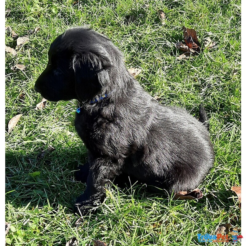 Cuccioli flat Coated Retriever - Foto n. 4