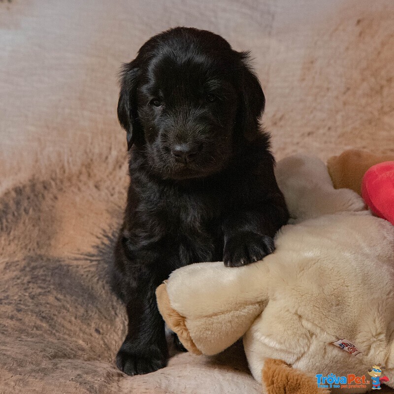 Cuccioli flat Coated Retriever - Foto n. 6