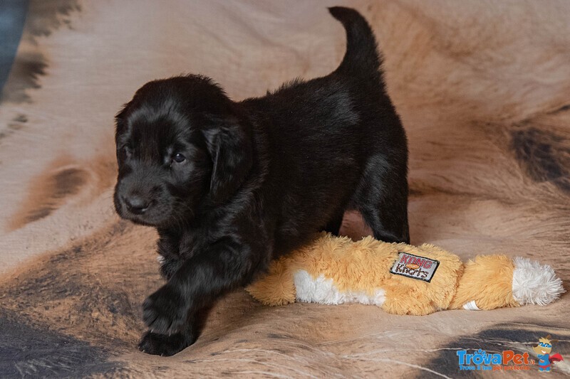 Cuccioli flat Coated Retriever - Foto n. 7