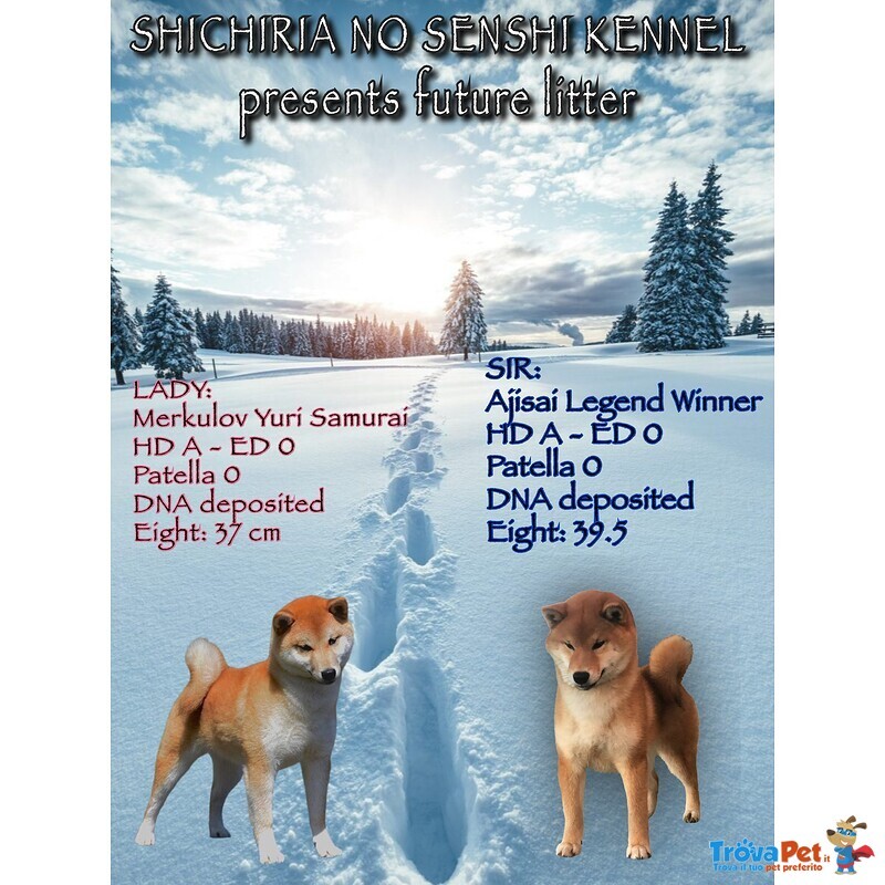 Cuccioli Shiba inu Allevamento Shichiria no Senshi - Foto n. 2