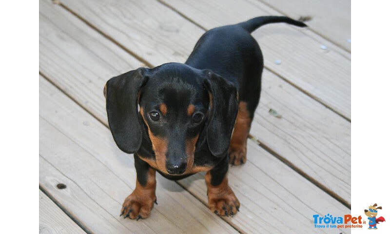 Belllissimi Cuccioli di Bassotto - Foto n. 2