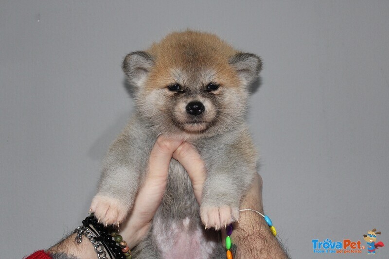 Akita inu con Pedigree - Foto n. 1