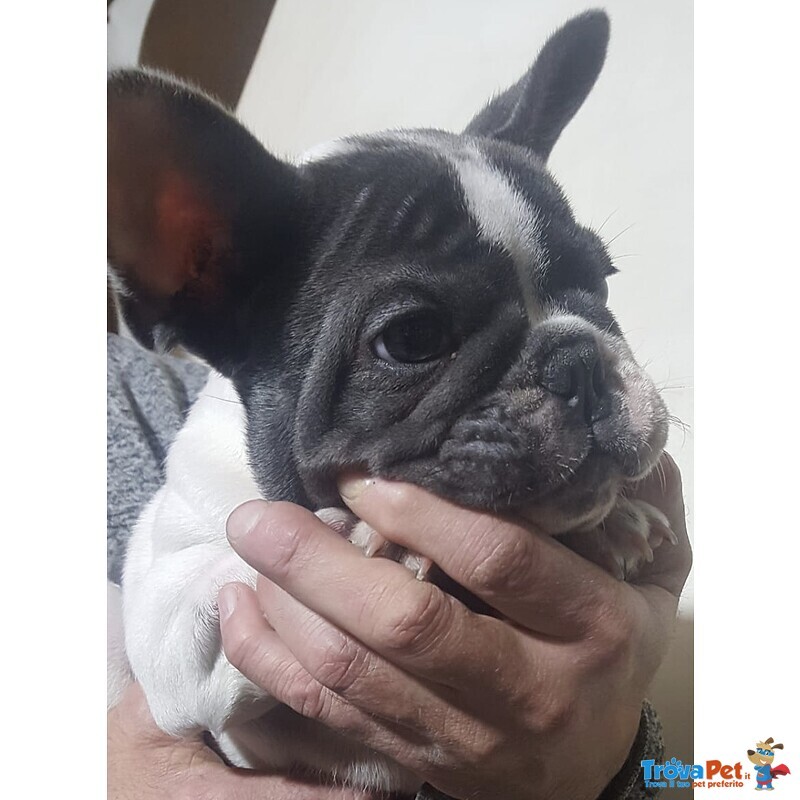 Cucciolo Maschio di Bouledogue Francese Esotico - Foto n. 2