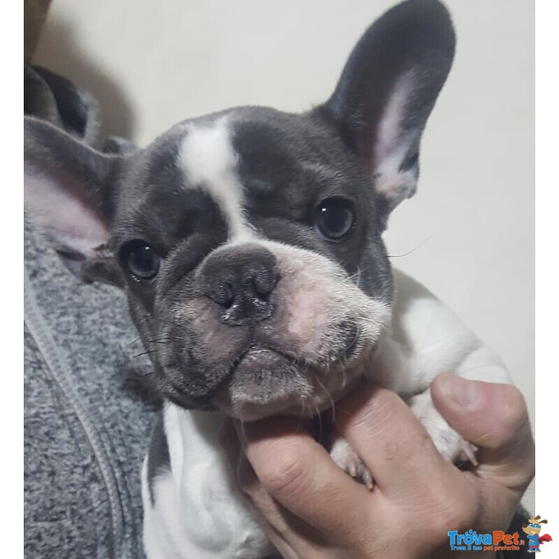 Cucciolo Maschio di Bouledogue Francese Esotico - Foto n. 3