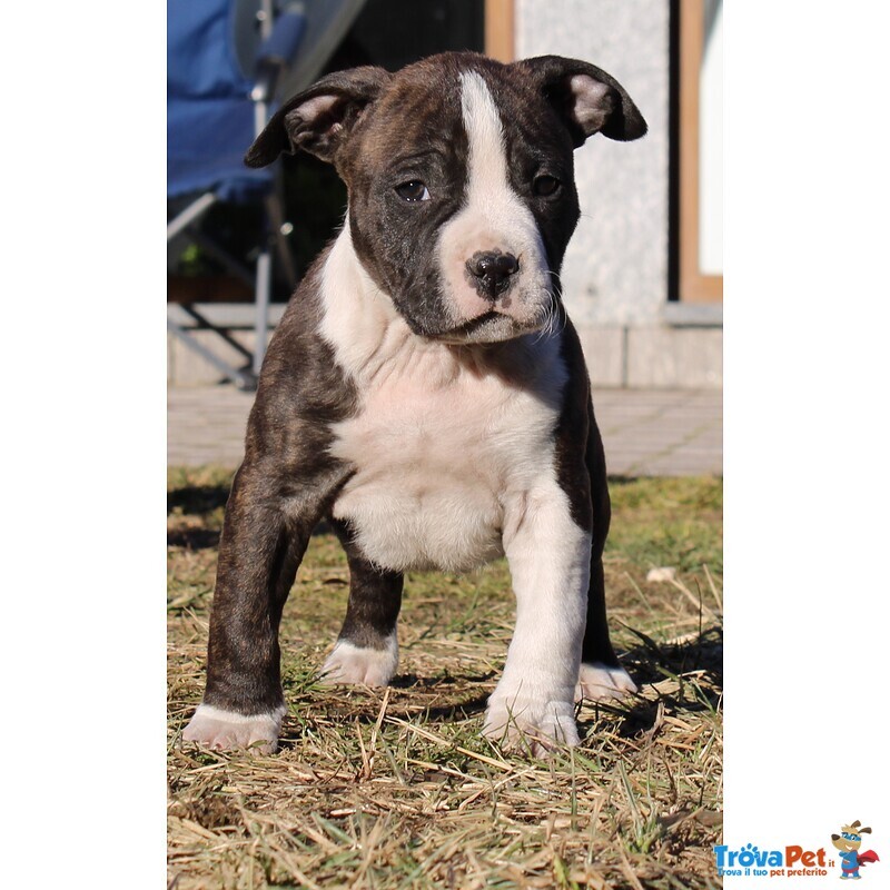 Cuccioli American Staffordshire Terrier - Foto n. 1