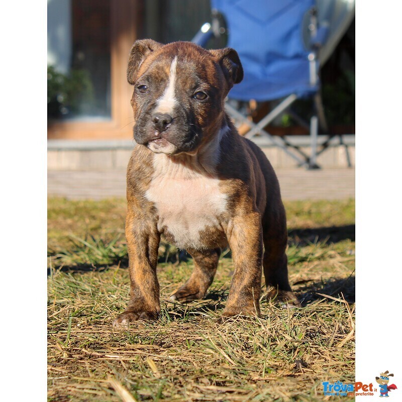 Cuccioli American Staffordshire Terrier - Foto n. 3