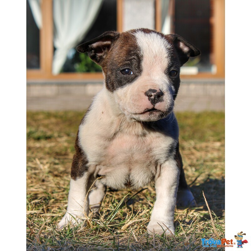 Cuccioli American Staffordshire Terrier - Foto n. 4