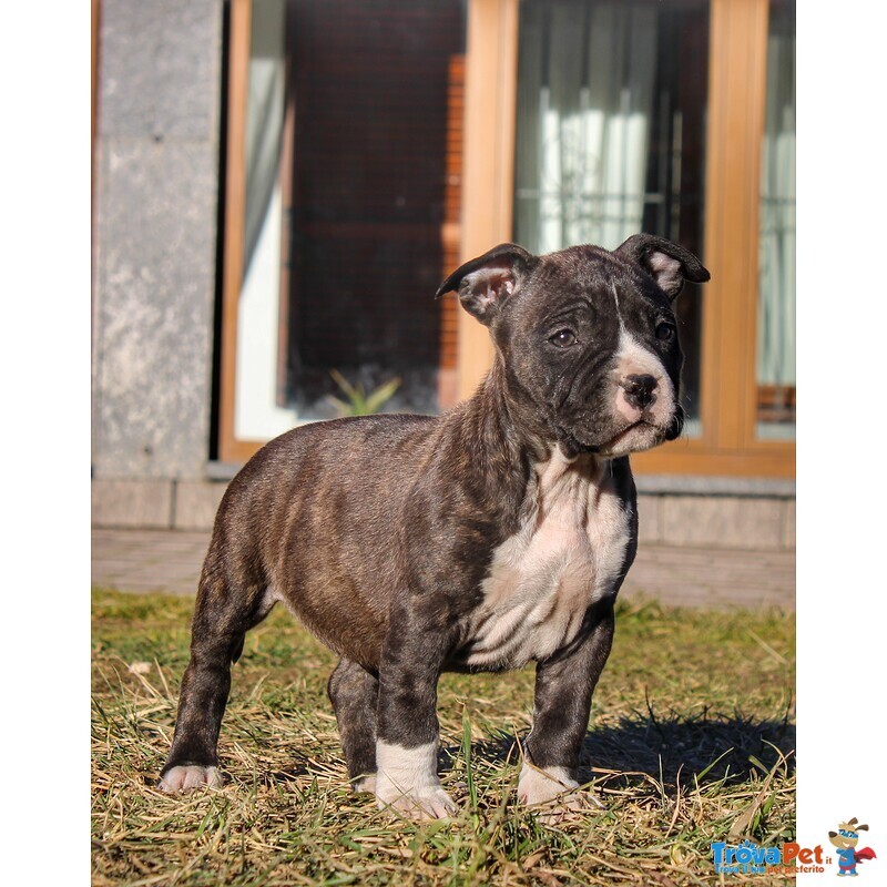 Cuccioli American Staffordshire Terrier - Foto n. 5