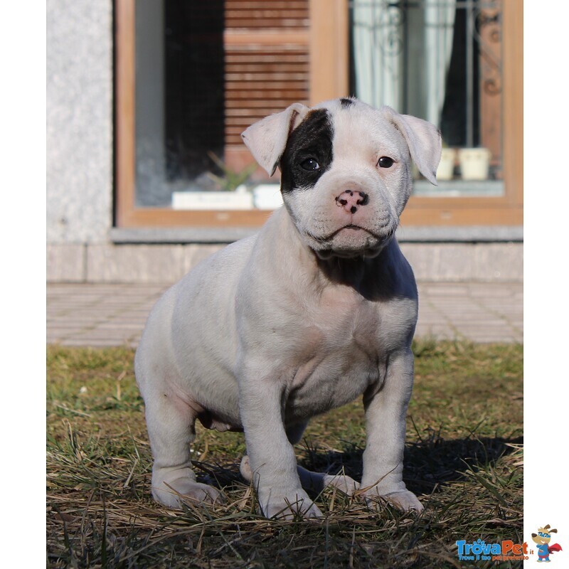 Cuccioli American Staffordshire Terrier - Foto n. 6