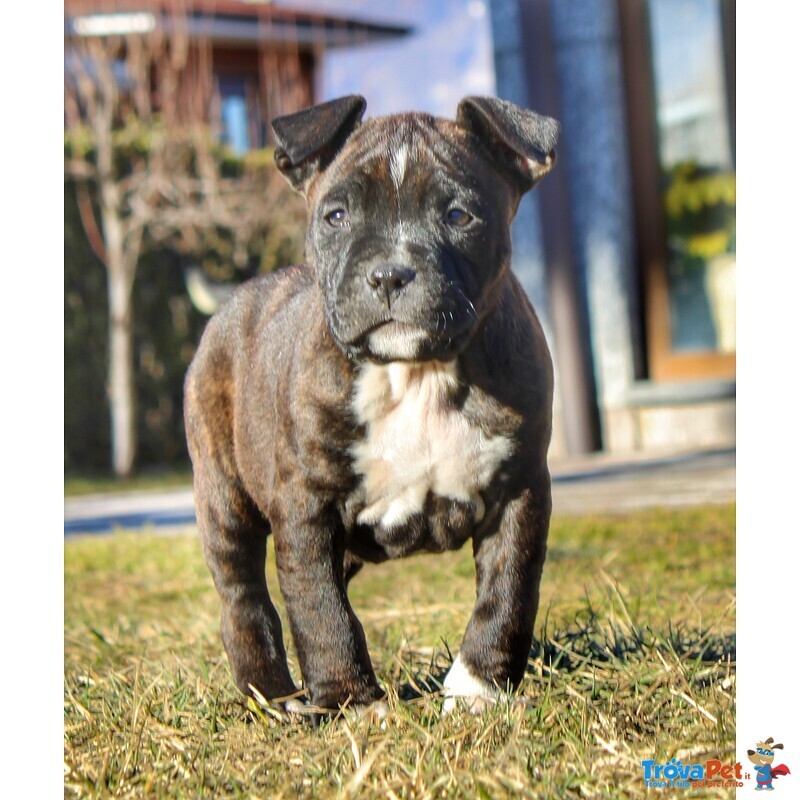 Cuccioli American Staffordshire Terrier - Foto n. 7