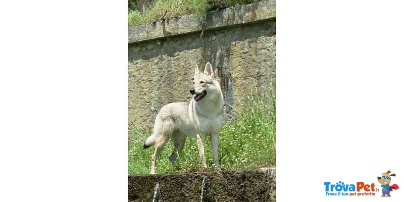 Cuccioli di cane lupo Cecoslovacco - Foto n. 1