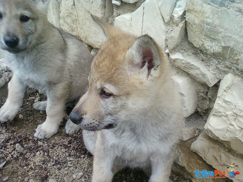 Cuccioli di cane lupo Cecoslovacco - Foto n. 3