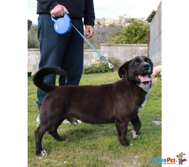 Napoleone, 6 anni Incrocio Bassotto, Cerca Urgentemente Casa! - Foto n. 1