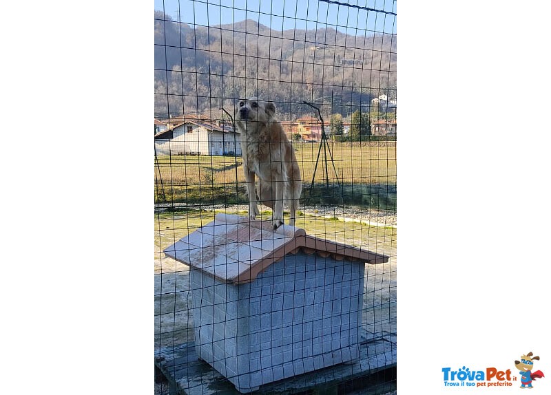 Lady, 7 anni tg. Piccola Adozione del Cuore: il suo papà Umano Muore, ora sta in un box al Freddo! - Foto n. 3