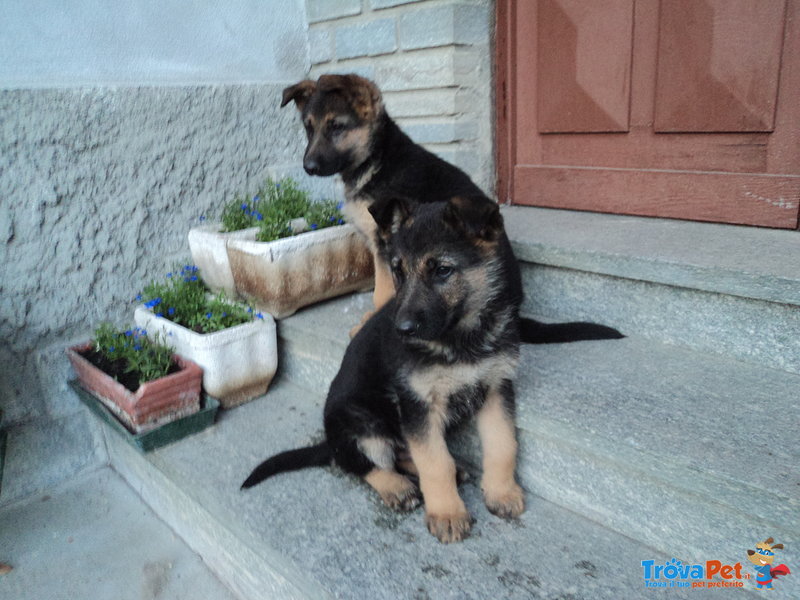 Stupendi Cuccioli Pastore Tedesco! - Foto n. 1