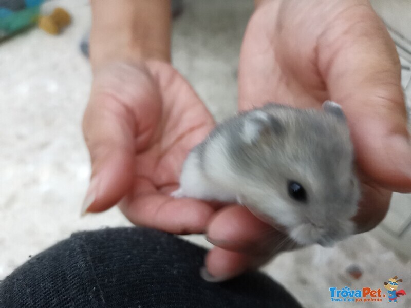 Cuccioli Criceti Siberiani - Foto n. 1