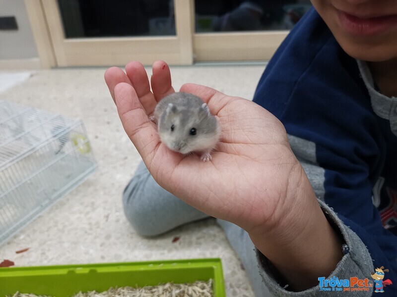 Cuccioli Criceti Siberiani - Foto n. 2