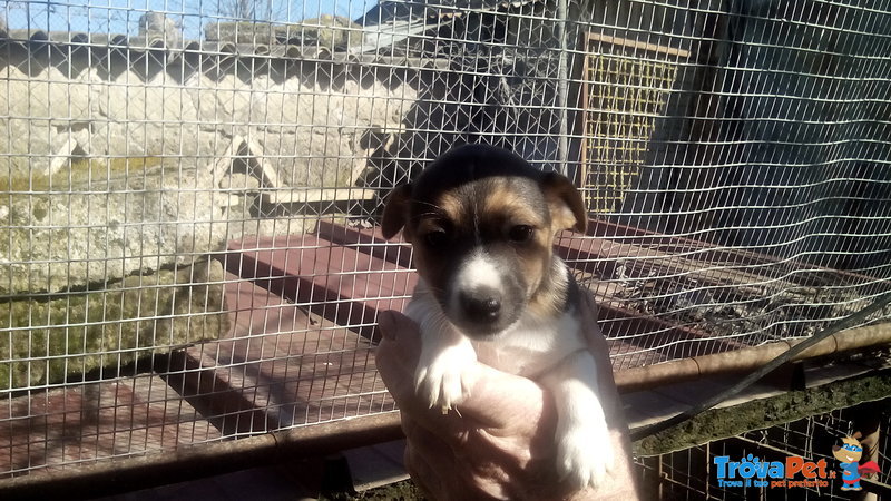 Cuccioli di jack Russell - Foto n. 2