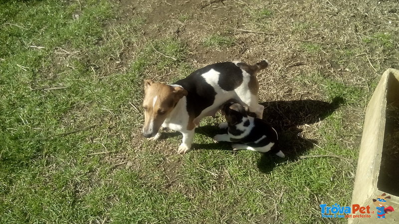 Cuccioli di jack Russell - Foto n. 3