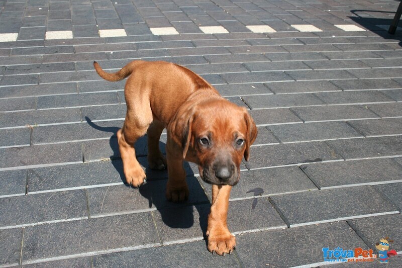 Cuccioli Rhodesian Ridgeback Maschio e Femmina - Foto n. 3