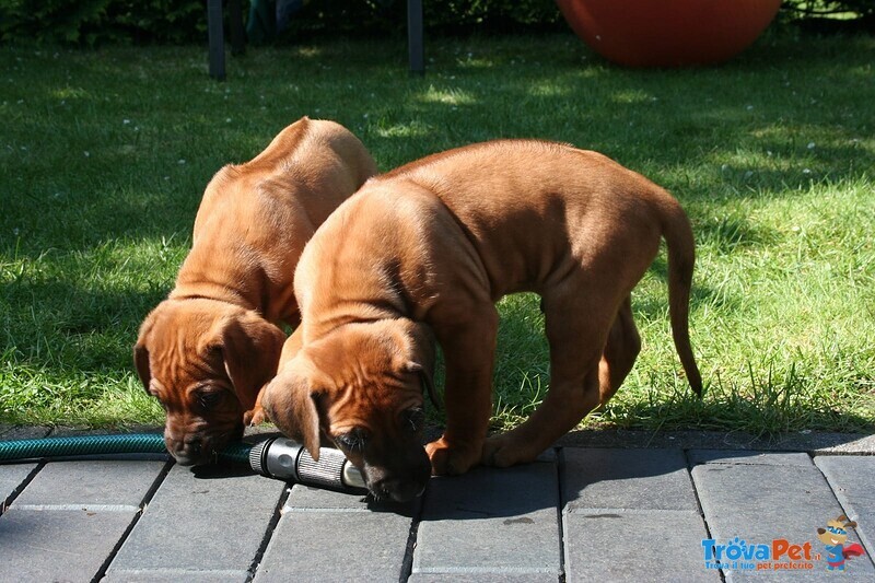 Cuccioli Rhodesian Ridgeback Maschio e Femmina - Foto n. 4