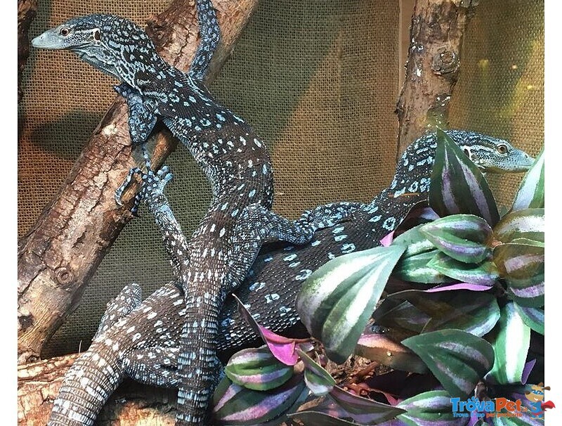 Varani blu (varanus Macraei), Varani Verdi (varanus Prasinus) - Foto n. 1