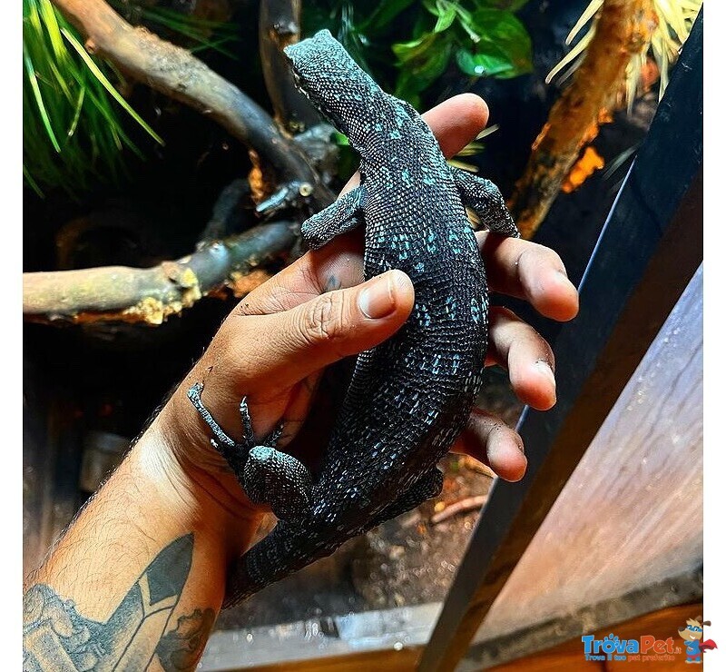 Varani blu (varanus Macraei), Varani Verdi (varanus Prasinus) - Foto n. 2