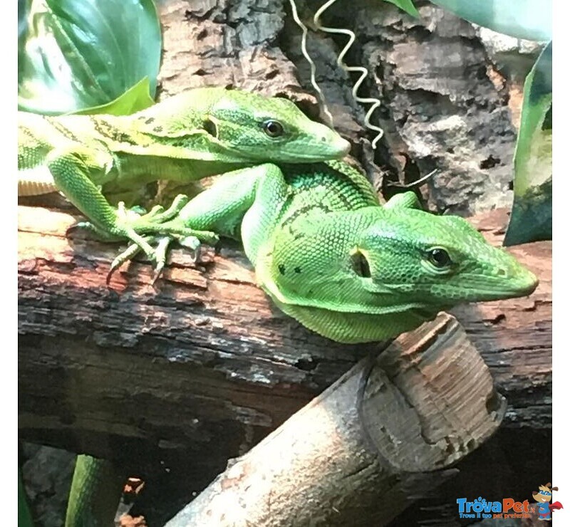 Varani blu (varanus Macraei), Varani Verdi (varanus Prasinus) - Foto n. 3