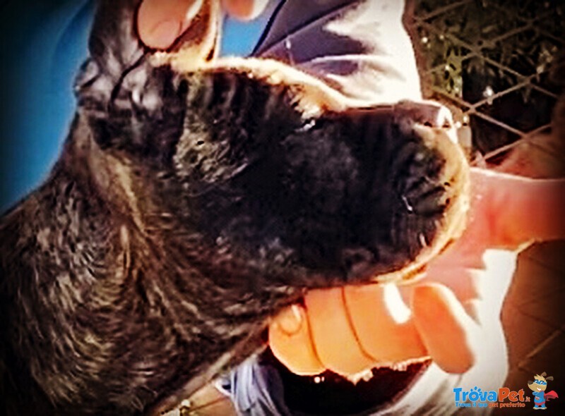 Cuccioli di cane Corso - Foto n. 1