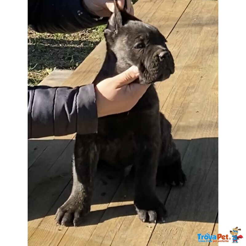 Cuccioli di cane Corso - Foto n. 3