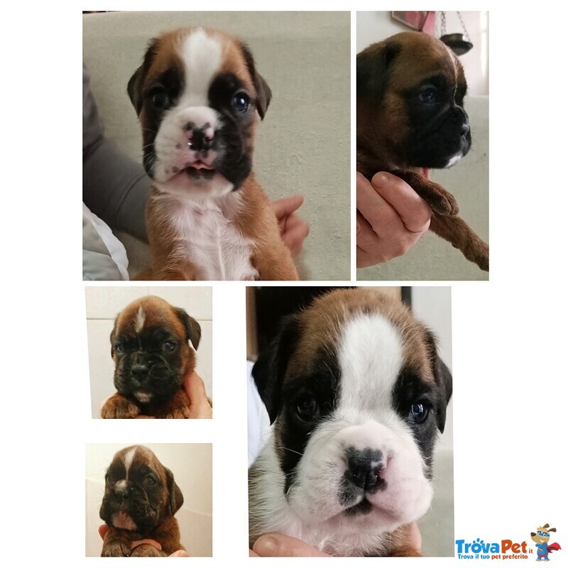 Cuccioli di Boxer Allevamento Della dama di Cuori - Foto n. 1